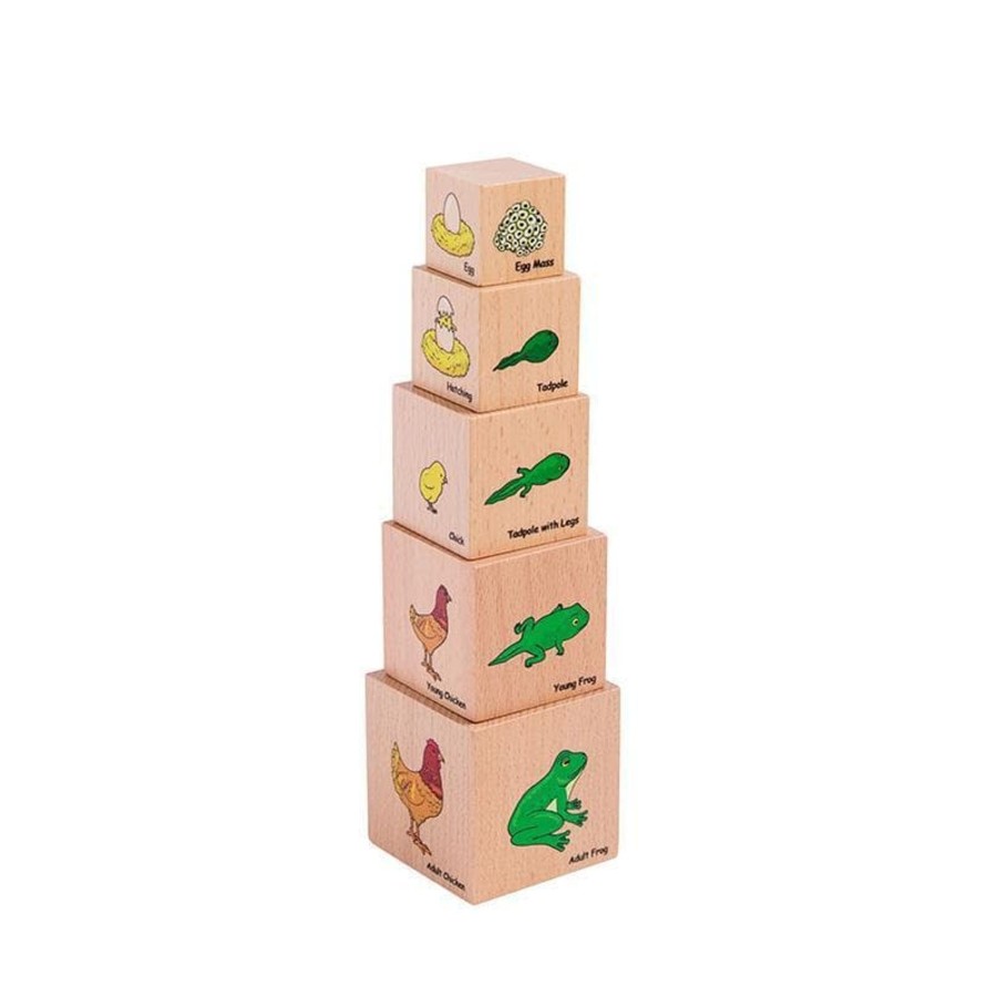 Babies & Toddlers The Freckled Frog Stacking Toys | Lifecycle Wooden Blocks