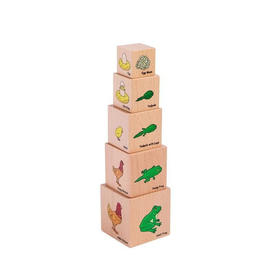 Babies & Toddlers The Freckled Frog Activity Toys | Lifecycle Wooden Blocks